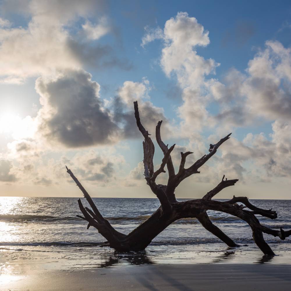 bois flotté échoué sur la plage avec les rayons de soleil sur reflètent sur les vagues 